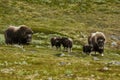 Muskox at mountains in Norway