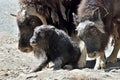 Muskox (Ovibos moschatus)