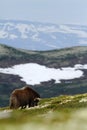 Muskox Ovibos moschatus. Musk ox bull grazes in Dovrefjell Norway. Mighty wild beast.Muskox with mountain covered by snow Royalty Free Stock Photo