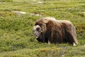 Muskox Ovibos moschatus. Musk ox bull peacefully standing on grass in Greenland. Mighty wild beast