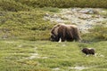 Muskox Ovibos moschatus. Musk ox peacefully standing on grass with calf in Greenland. Mighty wild beast Royalty Free Stock Photo