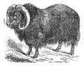 Muskox Ovibos moschatus, musk ox, vintage engraving