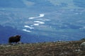 Muskox Ovibos moschatus standing on horizont in Greenland. Mighty wild beast. Big animals in the nature habitat, landscape with Royalty Free Stock Photo