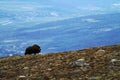 Muskox Ovibos moschatus standing on horizont in Greenland. Mighty wild beast. Big animals in the nature habitat, landscape with Royalty Free Stock Photo