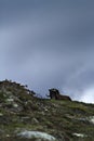 Muskox Ovibos moschatus standing on horizont in Greenland. Mighty wild beast. Big animals in the nature habitat, landscape with Royalty Free Stock Photo