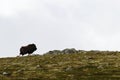 Muskox Ovibos moschatus standing on horizont in Greenland. Mighty wild beast. Big animals in the nature habitat Royalty Free Stock Photo