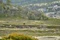 Muskox, Ovibos moschatus, standing in the subarctic tundra Royalty Free Stock Photo