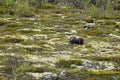 Muskox, Ovibos moschatus, standing in the subarctic tundra Royalty Free Stock Photo