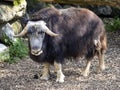 Muskox, Ovibos moschatus, is a strong representative of turovids with very thick hair