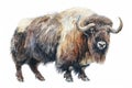Muskox,  Pastel-colored, in hand-drawn style, watercolor, isolated on white background Royalty Free Stock Photo