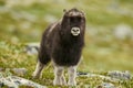 Muskox Royalty Free Stock Photo