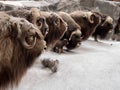 Muskox (Scientific Name Ovibos Moschatus)