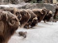 Muskox (Scientific Name Ovibos Moschatus) Royalty Free Stock Photo