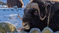 Muskox in snow