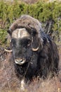 Muskox stood in countryside field Royalty Free Stock Photo