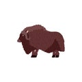 Muskox tundra animal full body isolated vector illustration.