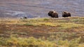 Wild muskox on tundra Royalty Free Stock Photo