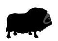 Muskox vector silhouette illustration isolated on white background. Musk ox beef.