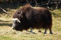 Muskox Royalty Free Stock Photo