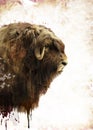 Muskox Watercolor