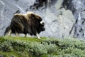 Muskox in wilderness Royalty Free Stock Photo