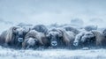 Muskoxen Huddled Together in a Snowstorm Royalty Free Stock Photo