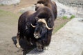 Muskoxen Royalty Free Stock Photo