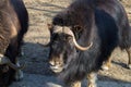 Muskoxen Royalty Free Stock Photo