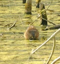 Muskrat