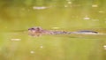 Muskrat Royalty Free Stock Photo