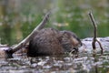 Muskrat