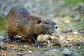 Muskrat Royalty Free Stock Photo