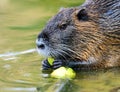 Muskrat Royalty Free Stock Photo