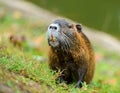 Muskrat Royalty Free Stock Photo