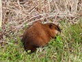 Muskrat at Montezuma National Wildlife Refuge during spring bird migration Royalty Free Stock Photo