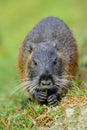 The muskrat Royalty Free Stock Photo