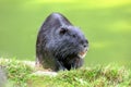 The muskrat Royalty Free Stock Photo