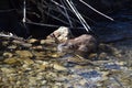 Muskrat in a beautiful Stream