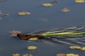 Muskrat carrying vegetation for food and den site