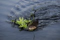 Muskrat carrying vegetation in his mouth in the evening