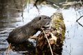 Muskrat that crawls through the through the sunken tree trunk Royalty Free Stock Photo