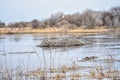 Muskrat Dam in A Swamp in Walworth County, WI Royalty Free Stock Photo