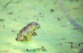 Muskrat in Duckweed 2 Royalty Free Stock Photo