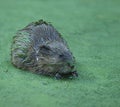 Muskrat in Duckweed Royalty Free Stock Photo