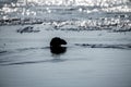 Muskrat in the early morning sun