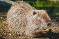 Muskrat eating an apple