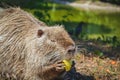 Muskrat eating an apple