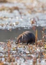 Muskrat eating fish