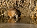 Muskrat Royalty Free Stock Photo