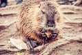 Muskrat is eating gingerbread, red filter